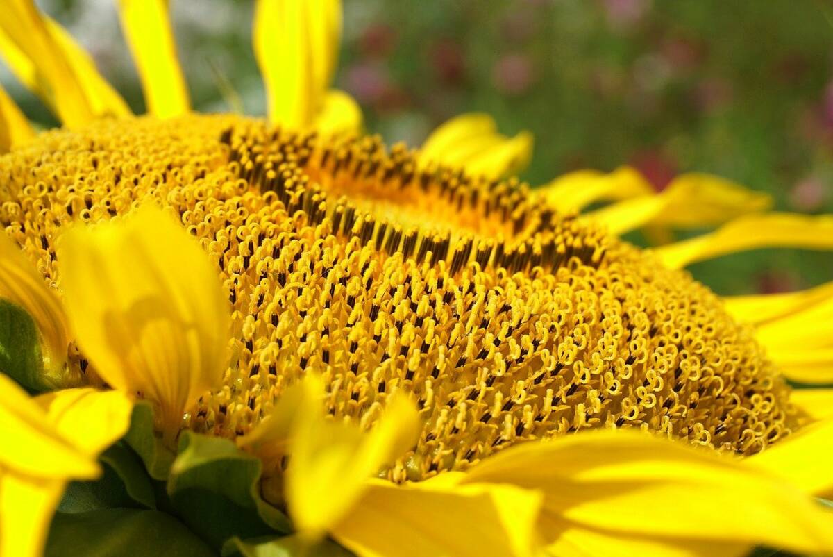 sunflower-g16a46bb4f_1280
